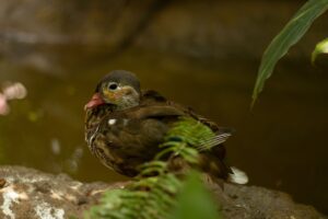 お歳暮の早割肉ギフトを年末年始に食べるタイミングは？