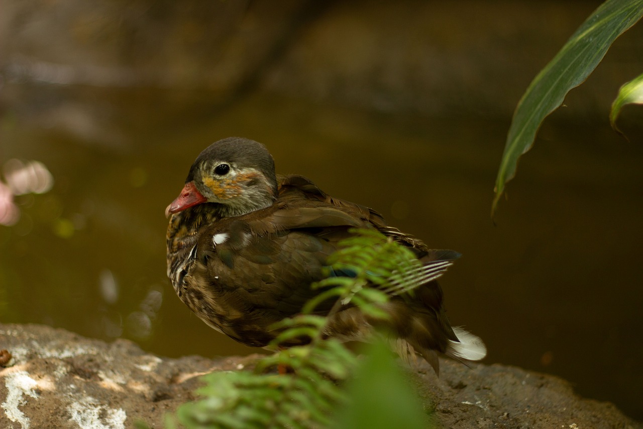 お歳暮の早割肉ギフトを年末年始に食べるタイミングは？