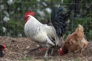お歳暮に最適な早割の肉ギフト、国産鶏とブランド鶏のセットは？