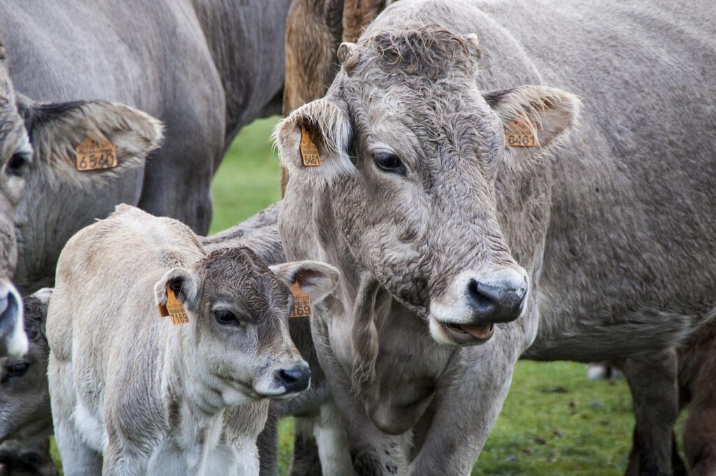 お歳暮の早割で選ぶ肉ギフト、宮崎牛以外の穴場は？